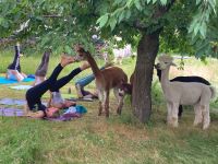 Alpakayoga - Yoga auf der Alpakawiese Bayern - Arnstein Vorschau