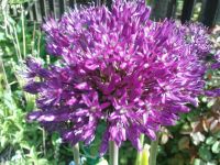 ZIERLAUCH RIESENLAUCH (Allium giganteum) - VIOLETT - SAMEN Sachsen-Anhalt - Lutherstadt Wittenberg Vorschau