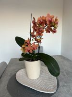 Orchidee mit Topf Sillenbuch - Riedenberg Vorschau