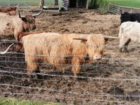 Schottisches Hochlandrind Highland Cattle Bulle Absetzer Nordrhein-Westfalen - Kirchhundem Vorschau