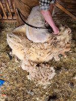 Frische Schafwolle vom Landschaf NaturbelassenStricken Schurwolle Dresden - Tolkewitz Vorschau