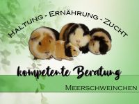 Meerschweinchen Beratung - Haltung leicht gemacht - Tipps uvm. Brandenburg - Schönwalde-Glien Vorschau