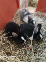 Drei kleine Kaninchenkinder Brandenburg - Luckenwalde Vorschau