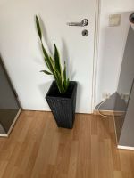 Pflanze / Sansevieria im Pflanzkübel-Rattangeflecht Dresden - Pieschen Vorschau