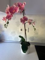 Künstliche Orchidee mit Blumentopf Hessen - Wiesbaden Vorschau