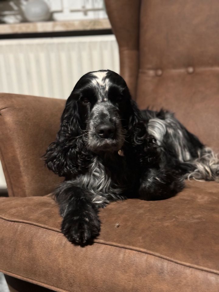 Cocker Spaniel Welpen in Bremervörde