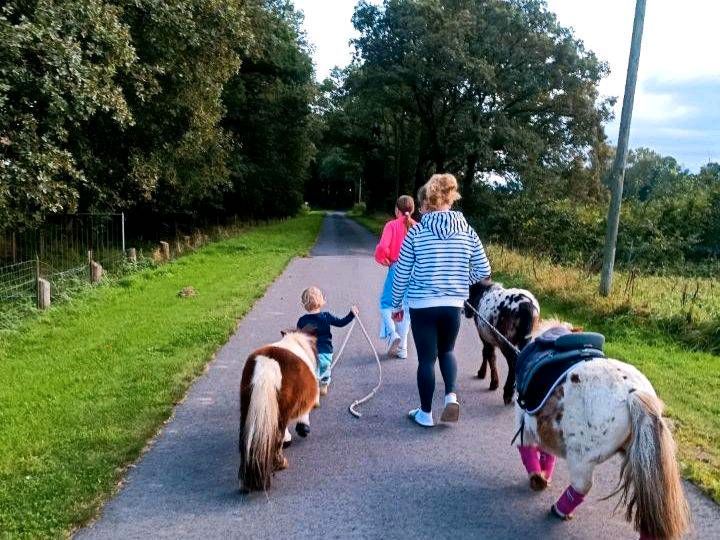 Minishetty Pony (Hengst) Kinderlieb 2 jährig total süß in Nordhorn