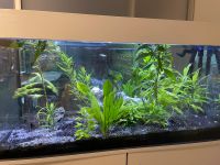 Aquarium 300 l komplett und mit Unterschrank Nordrhein-Westfalen - Aldenhoven Vorschau