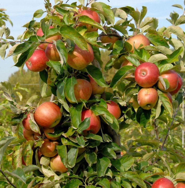 Säulenapfel Bolero 60-80cm - süßem Geschmack in Bad Zwischenahn