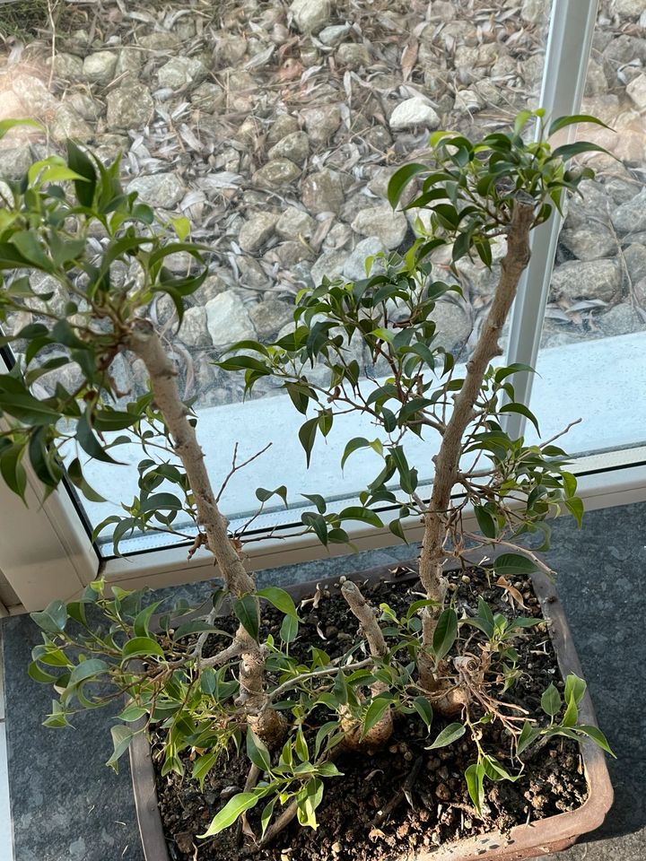 Bonsai Ficus in Weißenbrunn Kreis Kronach