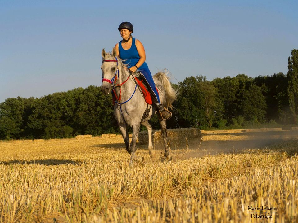 Reitbeteiligung an tollem Araberwallach in Sonsbeck