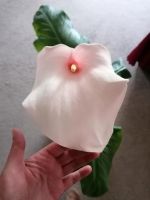 Große Zantedeschia Flamingo / Calla Pflanze Brandenburg - Mühlenbeck Vorschau