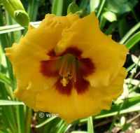 Hemerocallis Taglilie  " Brookwood Early On " strahlende kl. Blüt Köln - Merkenich Vorschau