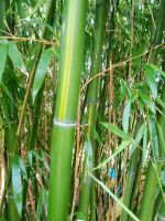 Bambus, huangwenzhu, Riesenbambus Dresden - Schönfeld-Weißig Vorschau