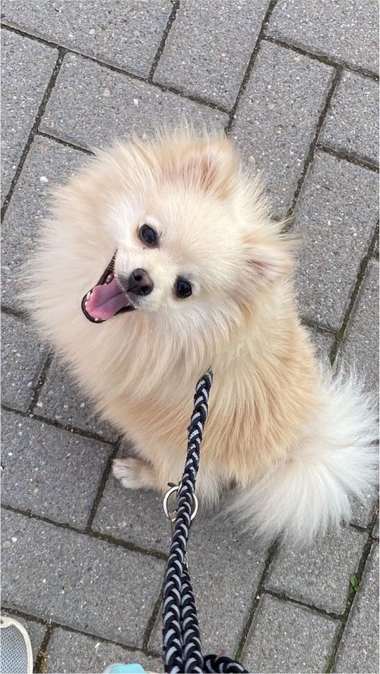 Zwergspitz Weibchen creme beige Hund Pomeranian in Schwerin