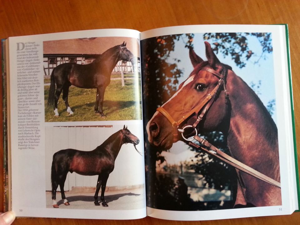 Pferdezucht in Marbach * Hengste Warmblut Araber Trakehner FOTOS in Duisburg