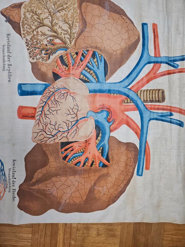 Historische Lehrtafel aus Stoff Atmung+Kreislauforgane in Hamburg