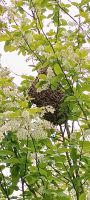 Bienenschwarm fangen verschenke Bayern - Schauenstein Vorschau