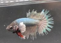 Männchen/ Betta splendens/ Kampffisch/ CTDE/ Crowntail Dumbo Niedergörsdorf - Blönsdorf Vorschau