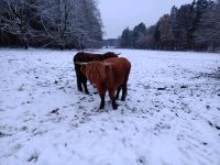 Highland Cattle Bulle Absetzer Niedersachsen - Stelle Vorschau