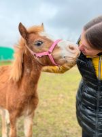 Welsh C - Stute - 4/22 - Goldfuchs - Kinderpony Nordrhein-Westfalen - Zülpich Vorschau