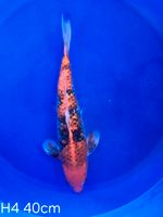 Koi Goshiki 40cm H4-79 Nordrhein-Westfalen - Wadersloh Vorschau