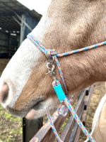 Knotenhalfter mit Zügeln Größe Pony Rheinland-Pfalz - Utscheid Vorschau