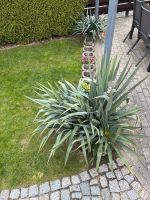 Rabatte / Yucca / Palmlilie / Pflanzringe / Rosen Sachsen - Königsbrück Vorschau