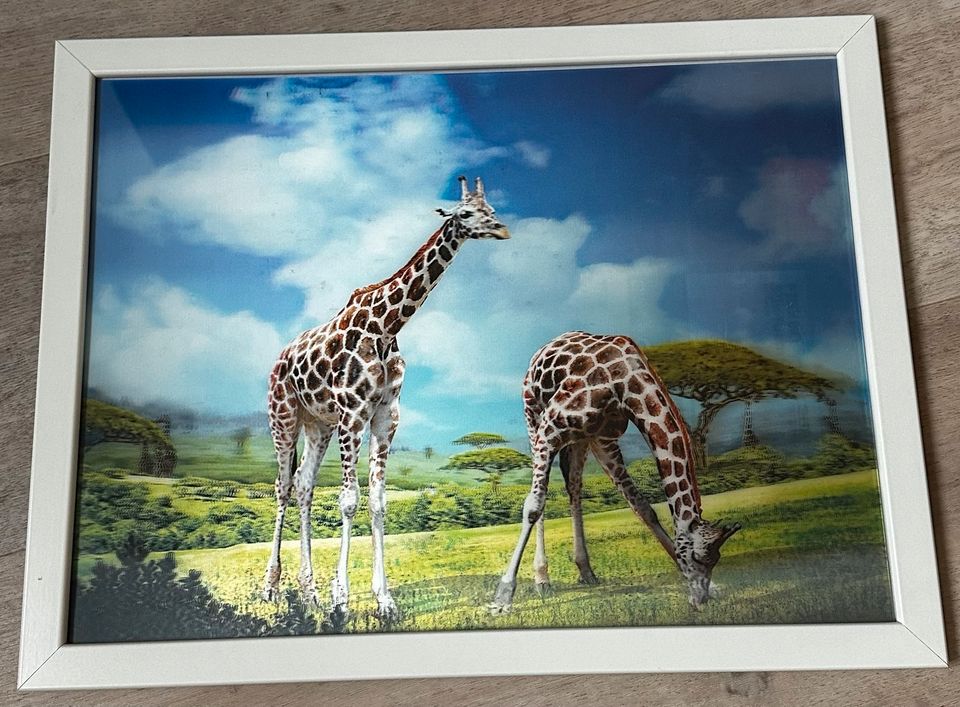 3 D Wandbild Giraffe mit Rahmen 43 x 33 cm in Chemnitz