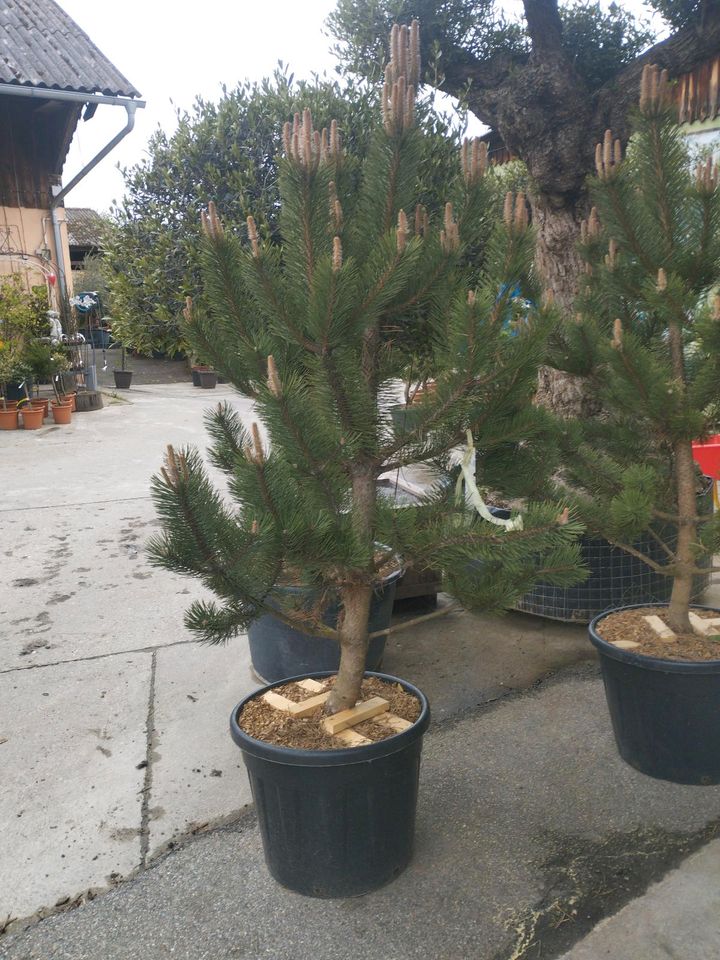 Kiefer Pinus in Maxhütte-Haidhof