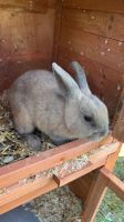 Verkaufe ein Zwerg Kaninchen Brandenburg - Cottbus Vorschau