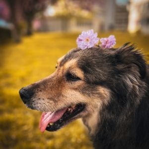 Catie - Herzensbrecherin sucht kraulende Hände in Marburg