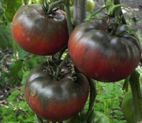 Tomatensamen Set-D  aus 6 besten dunklen Tomaten versandfrei Bayern - Kleinheubach Vorschau