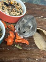 Hamster Männlich mit Zubehör Mecklenburg-Strelitz - Landkreis - Woldegk Vorschau