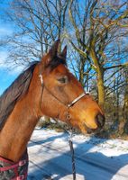 Reitbeteiligung (Pferd sucht Reiter) mit Unterricht Nordrhein-Westfalen - Mönchengladbach Vorschau