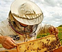 Ich biete Hilfe bei den Bienen an Bayern - Gerbrunn Vorschau