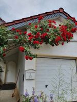 Haus zu verkaufen Rheinland-Pfalz - Beindersheim Vorschau