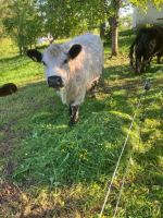 Galloway-Kuh mit Kalb Baden-Württemberg - Aichhalden Vorschau