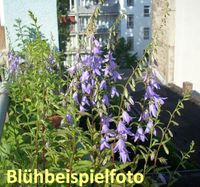 Glockenblume, Ackerglockenblume, Wildkräuter, Naturschutz, 2 Stk. Berlin - Neukölln Vorschau
