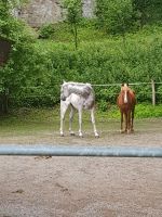 Kinder reiten Bayern - Holzkirchen Vorschau