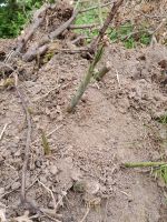 Bambus rizome, bereits ausgegraben Hessen - Büdingen Vorschau
