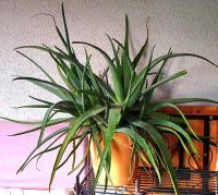 Große Aloe Vera Pflanzen Übertopf viele Ableger H 80 cm B 110 cm Friedrichshain-Kreuzberg - Friedrichshain Vorschau