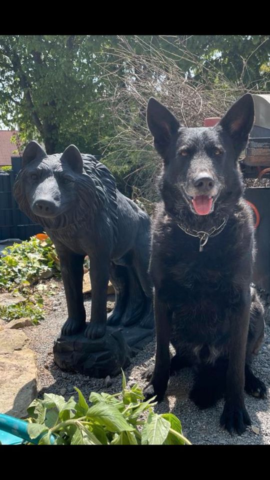 Wolf Lebensgroß 80cm 130kg Wölfe Wolfshund Husky Timberwolf in Hamburg