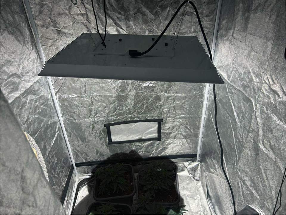 Growbox + Lampe in Hildesheim