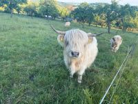 Highland Cattle Färse in Silver Dun abzugeben. Sachsen-Anhalt - Südharz Vorschau