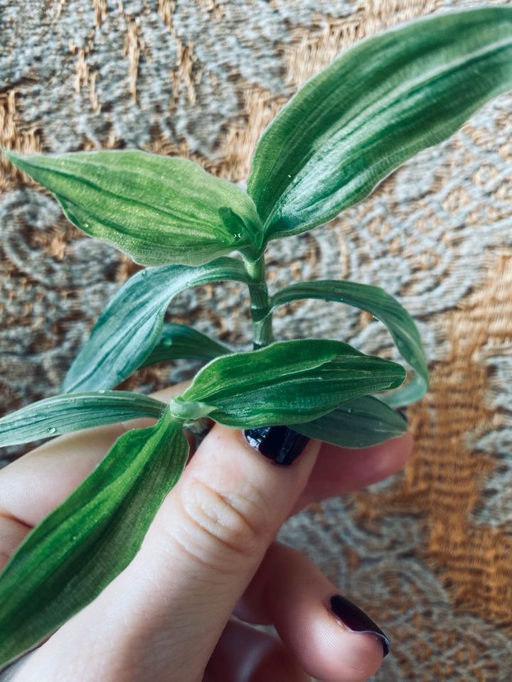 Tradescantia fluminensis albiflora Ableger Stecklinge 2 für 5 € in Berlin