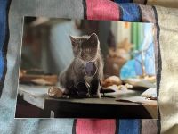Katzenpostkarten Hessen - Wehretal Vorschau