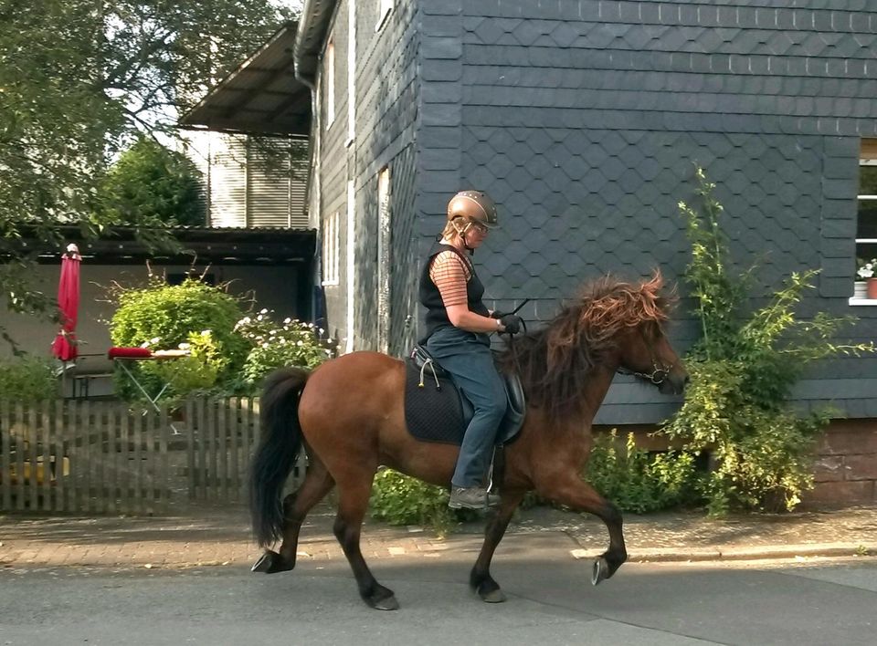 Reitbeteiligungen auf meinen Isländern in Münchhausen