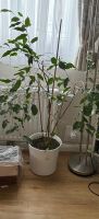 Pflanze Zimmerpflanze Niedersachsen - Bardowick Vorschau