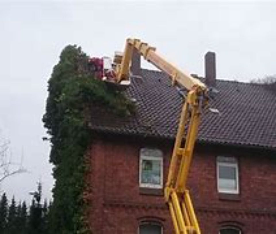 Fassaden-Schäden Efeu von Hauswänden entfernen & Thuja in Senftenberg